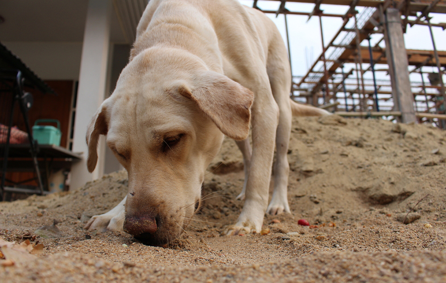 can dogs take japanese knotweed